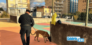 Catanzaro, il fiuto del cane antidroga Batik scova hashish nascosta nel parco “Mater Domini”