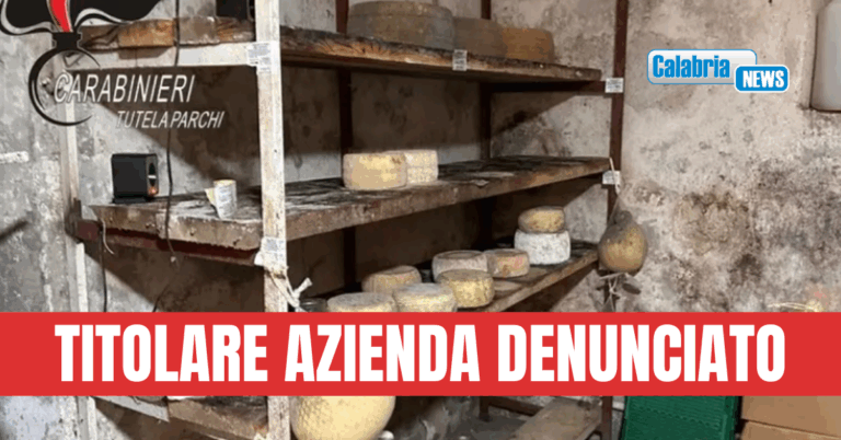 Mormanno, sequestrati 11 quintali di formaggi: riscontrate irregolarità igienico-sanitarie