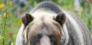 Paura in Canada, orso grizzly aggredisce scolaresca: un morto e 11 feriti