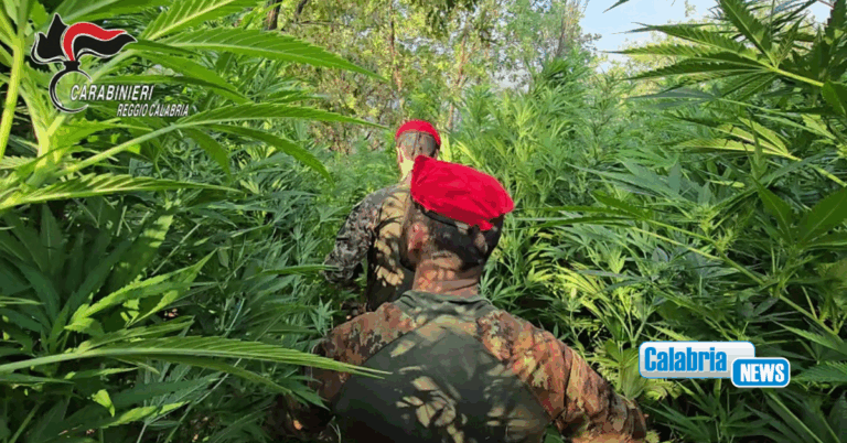 Maxi coltivazione di marijuana nelle campagne di Rizziconi: arrestano giovane incensurato