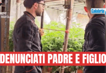 VIDEO- Platì (RC), scoperto bunker con piantagione “indoor” di marijuana