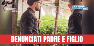 VIDEO- Platì (RC), scoperto bunker con piantagione “indoor” di marijuana