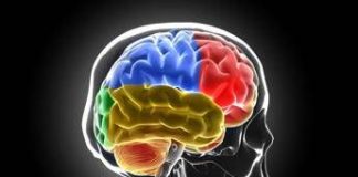 Scoperto nuovo meccanismo sviluppo sclerosi multipla, studio italiano