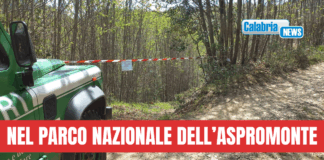 Operazioni dei Carabinieri contro tagli boschivi irregolari e furto di materiale legnoso
