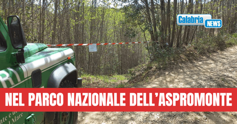 Operazioni dei Carabinieri contro tagli boschivi irregolari e furto di materiale legnoso