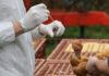 Aviaria, negli Usa primo caso umano al mondo: morto il paziente infettato dal virus