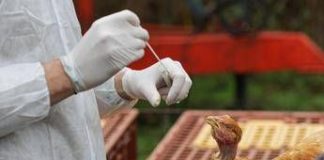 Aviaria, negli Usa primo caso umano al mondo: morto il paziente infettato dal virus