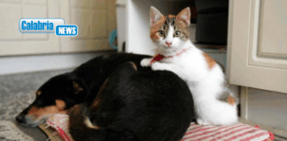 Botti e fuochi d’artificio, come proteggere cani e gatti da stress e rischi