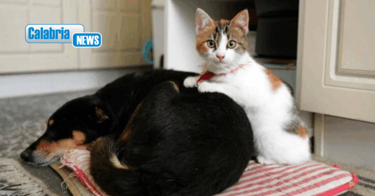 Botti e fuochi d’artificio, come proteggere cani e gatti da stress e rischi