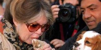 Brigitte Bardot, da diva del cinema a paladina degli animali