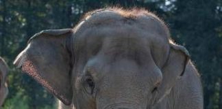 India, treno passeggeri travolge una mandria di elefanti: uccisi 8 esemplari