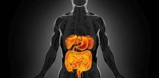 Intestino sempre giovane, è possibile: come fermare invecchiamento e prevenire tumori