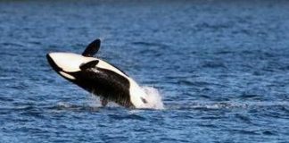 Le orche si alleano con i delfini? La nuova ‘strategia’ nella caccia ai salmoni