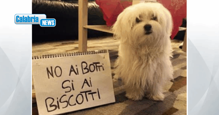 “Basta Botti di Fine Anno”, il Partito Animalista è pronto a denunciare tutti gli abusi
