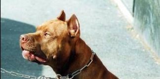 Pitbull attacca padrone e viene ucciso, il veterinario: “Cane non educato diventa problema”