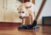 Pulizie di casa? 1 gatto su 3 si nasconde per la paura, i cani sono molto più coraggiosi