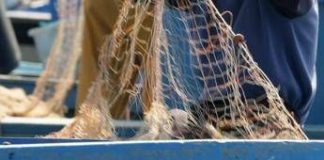 Salmonella nelle telline di Maccarese, stop temporaneo a raccolta e consumo