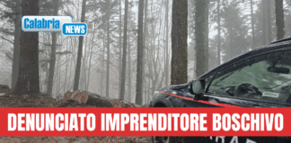 Serra San Bruno, sostituiva e asportava piante autorizzate al taglio per avere maggior profitto