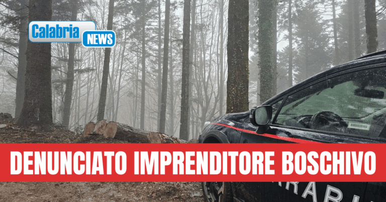 Serra San Bruno, sostituiva e asportava piante autorizzate al taglio per avere maggior profitto