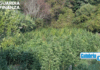 VIDEO-Scoperta e sequestrata una vasta piantagione di marijuana nel Cosentino