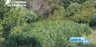 VIDEO-Scoperta e sequestrata una vasta piantagione di marijuana nel Cosentino
