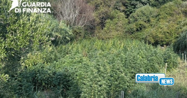 VIDEO-Scoperta e sequestrata una vasta piantagione di marijuana nel Cosentino