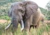 Uganda, scontro tra minibus ed elefante in parco nazionale: 3 morti