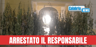 VIDEO-Cetraro, sequestrato appartamento usato per coltivazione e lavorazione marijuana