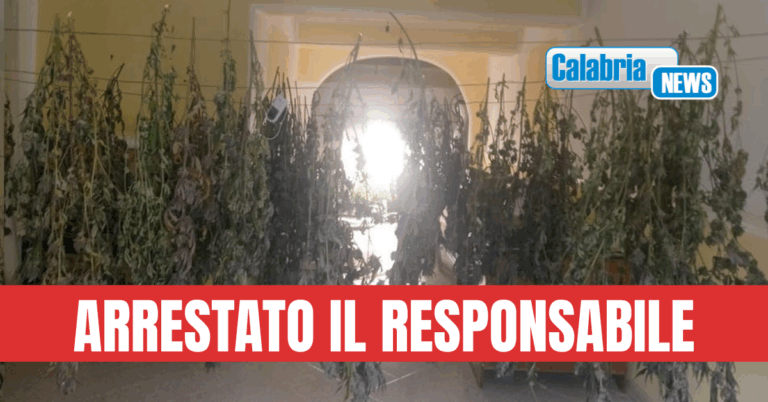VIDEO-Cetraro, sequestrato appartamento usato per coltivazione e lavorazione marijuana