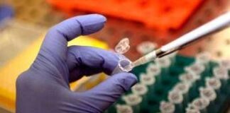 Cancro al pancreas, l’annuncio dalla Spagna: “Tumore eliminato nei topi”