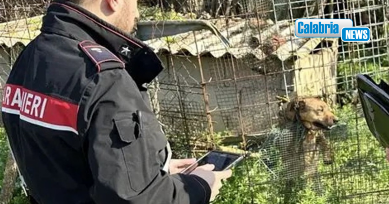 Maltrattamenti su animali nel catanzarese: cani tenuti alle catene in uno stato di incuria