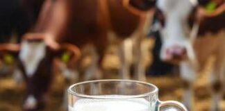 Latte crudo, la moda riprende quota in Usa. L’allarme dei medici: “Gravi rischi”