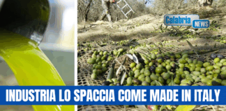 Coldiretti/Unaprol: raddoppio import olio tunisino a dazio zero, grave danno per la Calabria