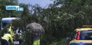 Maltempo, chiuso tratto sulla “Silana di Cariati” a San Giovanni in Fiore per caduta alberi