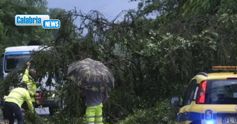 Maltempo, chiuso tratto sulla “Silana di Cariati” a San Giovanni in Fiore per caduta alberi