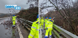 Rimozione alberi e rami dal piano viabile, traffico rallentato sulla A2 tra Cosenza e Rogliano