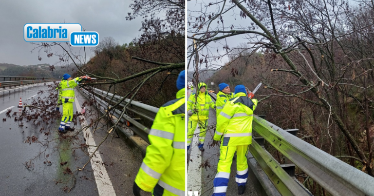 Rimozione alberi e rami dal piano viabile, traffico rallentato sulla A2 tra Cosenza e Rogliano