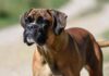 Cani e problemi respiratori, le 12 razze a rischio dal pechinese al boxer