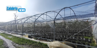 Maltempo, allarme di Coldiretti Calabria: gravi danni alle colture in tutta la regione