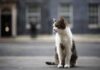 Gatto Larry compie 15 anni di servizio, è Chief Mouser a Downing Street