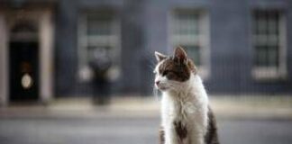 Gatto Larry compie 15 anni di servizio, è Chief Mouser a Downing Street
