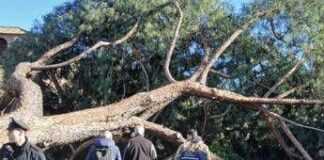 Roma, l’agronomo: “Pini dei Fori Imperiali crollati per anzianità, piogge e danni a radici”