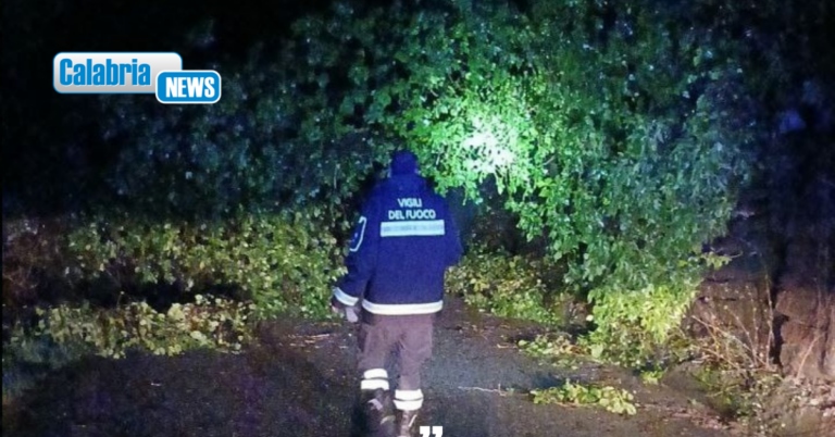 Maltempo, oltre 80 interventi dei Vigili del fuoco nel Vibonese: molti per caduta alberi