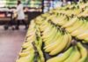 Banana tra potassio e rischio glicemia, meglio acerba o matura? Cosa dice l’esperto