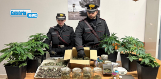 VIDEO-Sellia Marina, 55enne arrestato per coltivazione e detenzione di marijuana