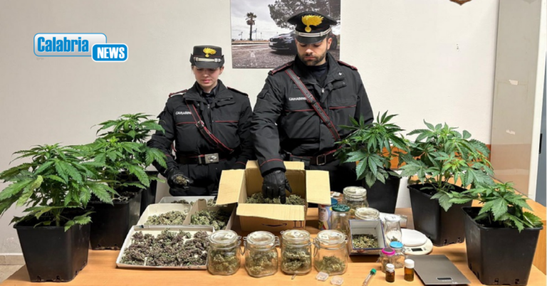 VIDEO-Sellia Marina, 55enne arrestato per coltivazione e detenzione di marijuana