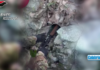 VIDEO-Nuova scoperta dei Carabinieri di armi nascoste tra le pietre in Aspromonte