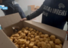 Sellia Marina, Carabinieri sequestrano 419 chili di alimenti non tracciati