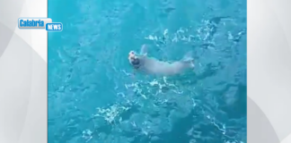 VIDEO-Doppio avvistamento di una Foca Monaca del Mediterraneo nelle acque del crotonese