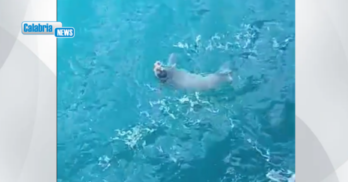FOca Monaca